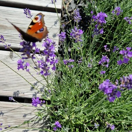 Przystan Nad Listepka Nowoczesna Stodola Z Widokiem Na Tatry, Gorce I Pieniny シャレー